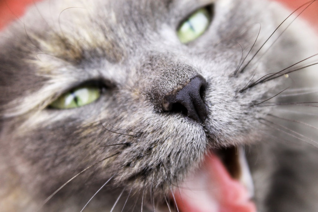 Mi gato se comporta de manera extraña ¿Por qué?