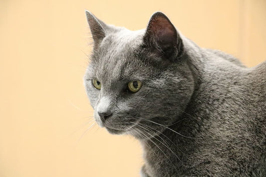 Recomendaciones para cuidar a mascotas de avanzada edad