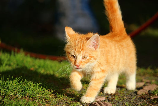 Por qué los mininos mascota orinan la ropa