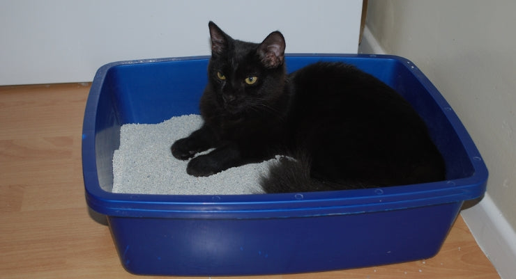 Cómo elegir la caja de arena para tu gato