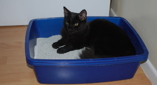 Cómo elegir la caja de arena para tu gato