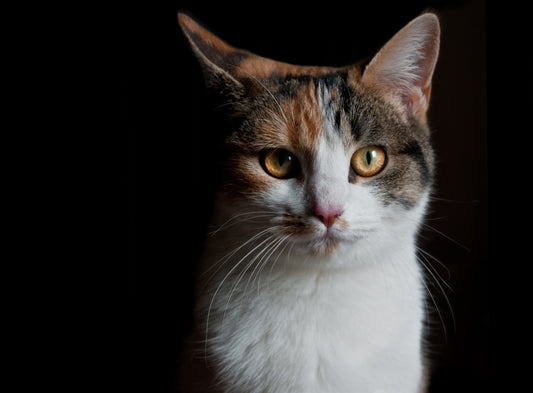 Principales enfermedades en los gatos causadas por una mala nutrición