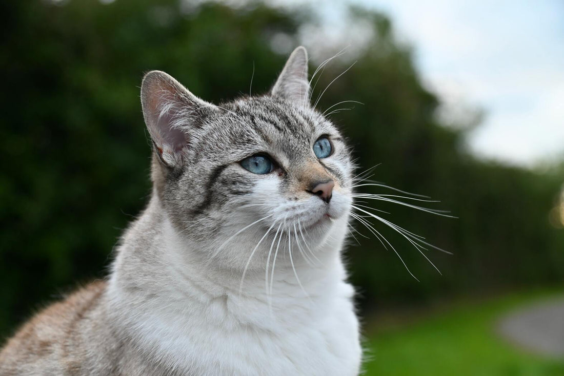 Las diez enfermedades de gatos mascota que más se presentan en México