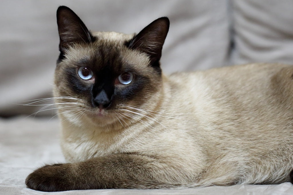 Cómo cuidar a un gato siamés: consejos esenciales y la importancia del acompañamiento veterinario