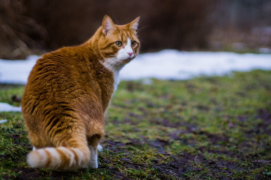 Claves de adiestramiento para los gatos mascota