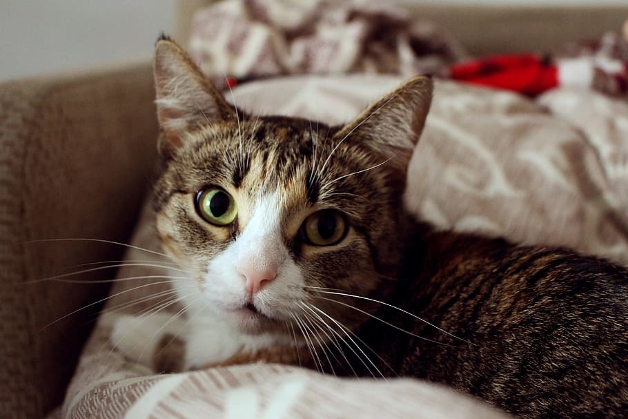 El problema de la obesidad en los gatos