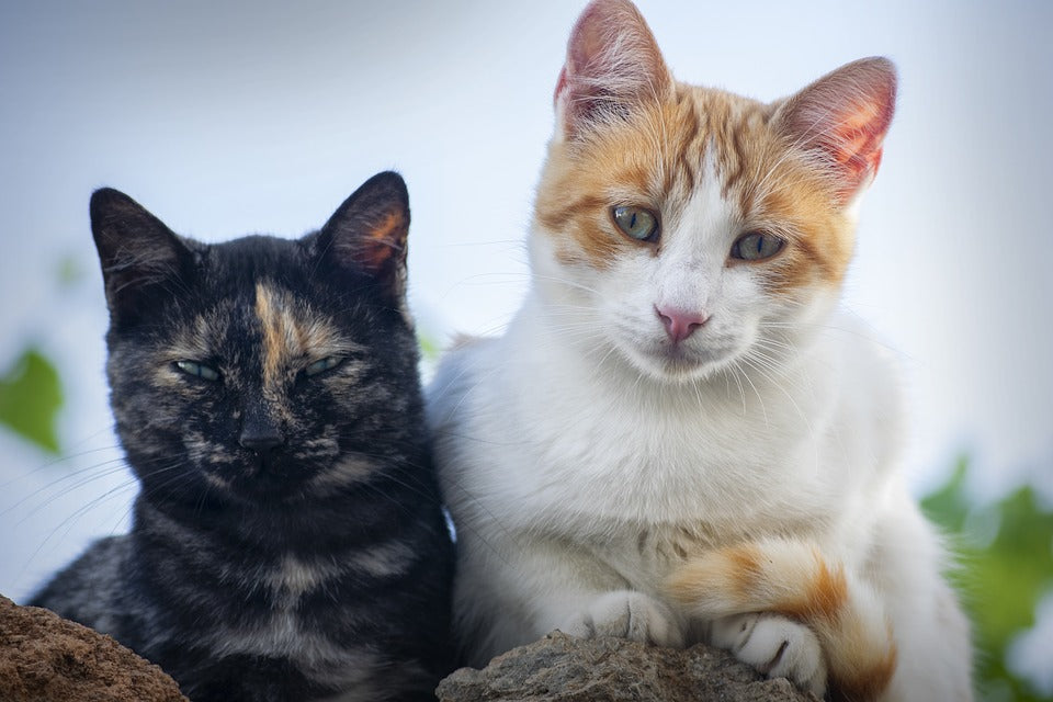 Los mejores cuidados para el gato doméstico