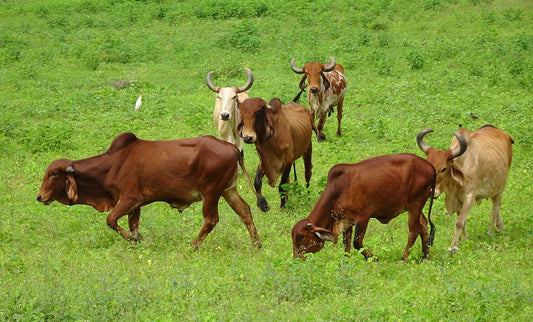 El estrés en los animales de granja, cómo combatirlo