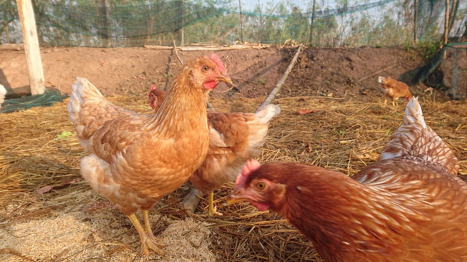 Consejos de higiene para criar aves de corral