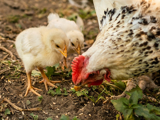 Cómo criar gallinas saludables Y obtener huevos frescos en la granja