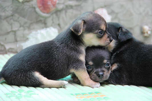Como se deben cuidar a los cachorros apenas nacidos