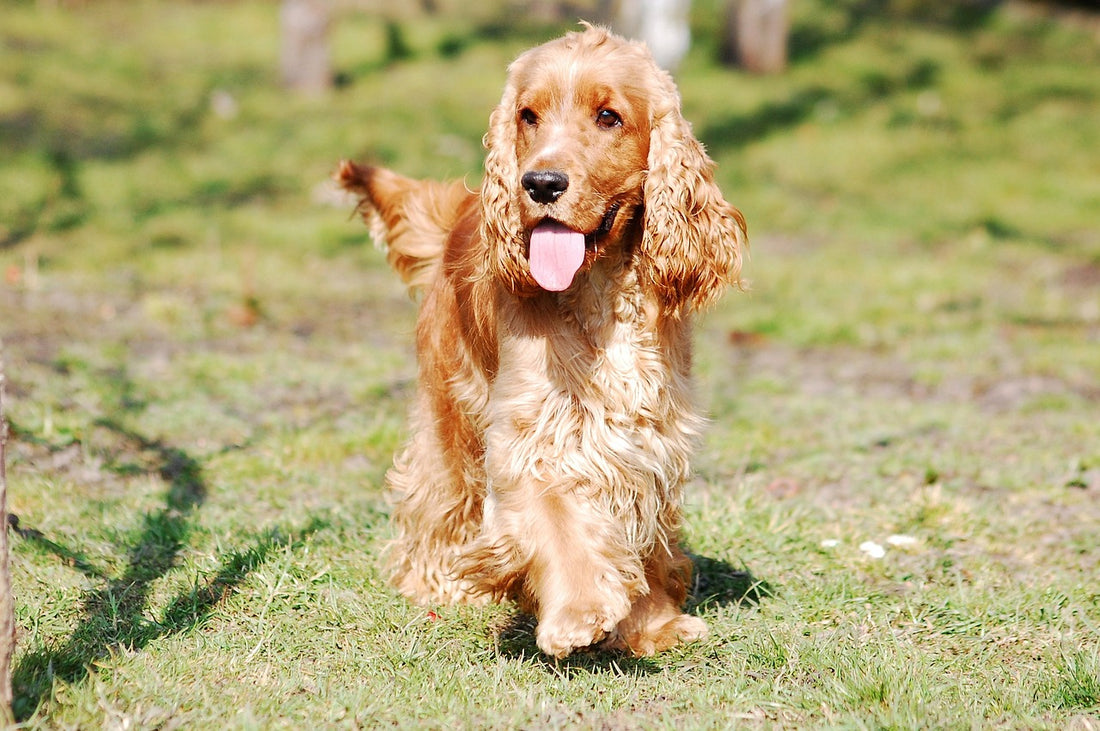 La experiencia de tener un perro cocker spaniel como mascota