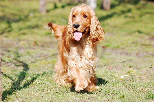 La experiencia de tener un perro cocker spaniel como mascota