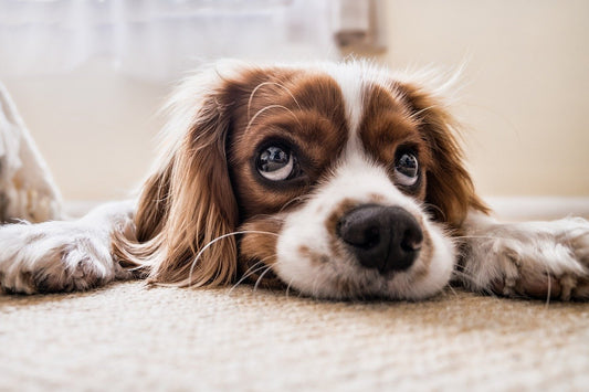 Medidas indispensables para garantizar la salud canina
