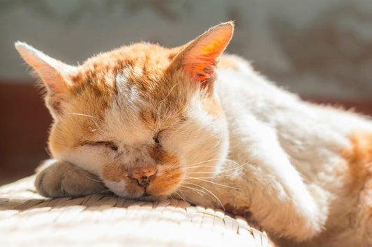 Consejos para el cuidado de las mascotas de avanzada edad