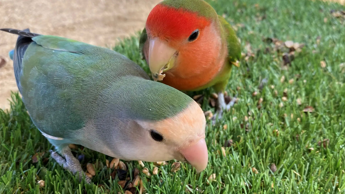 Loros domésticos: Cómo asegurar su bienestar físico y emocional en casa