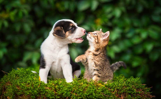 La responsabilidad de tener varias mascotas en casa