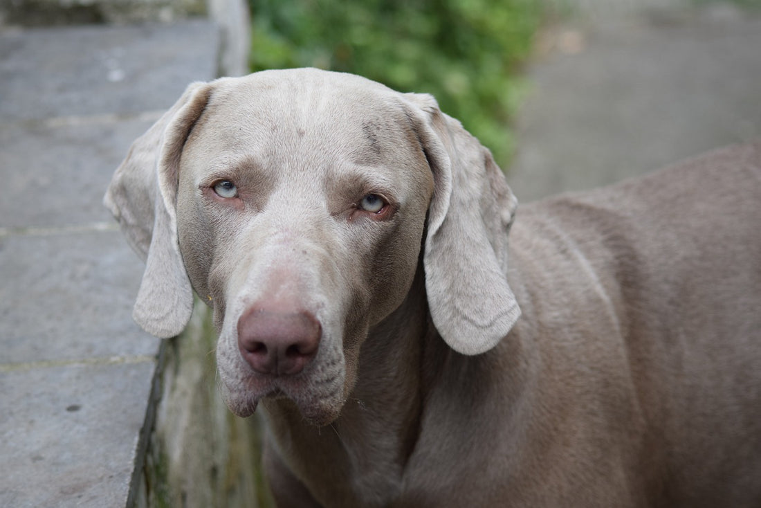 Beneficios e inconvenientes de tener mascotas en casa