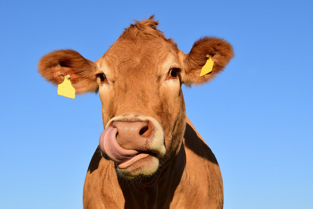 Los mejores cuidados sanitarios para las vacas lecheras
