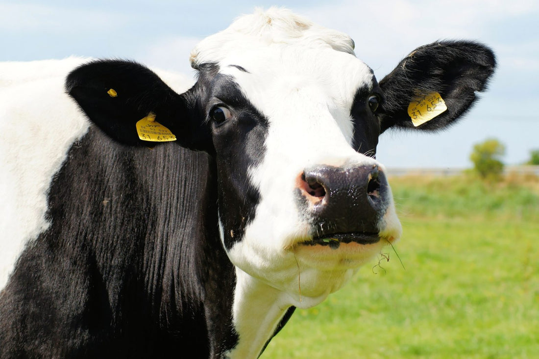 Prevención de enfermedades en las ubres de las vacas lecheras