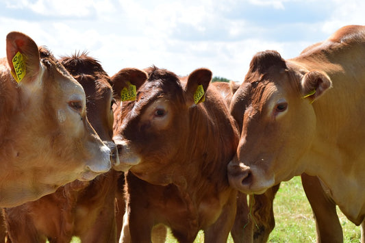 Qué importancia tiene la hidratación en los animales de granja