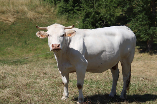 El problema de la Clostridiosis en el ganado bovino
