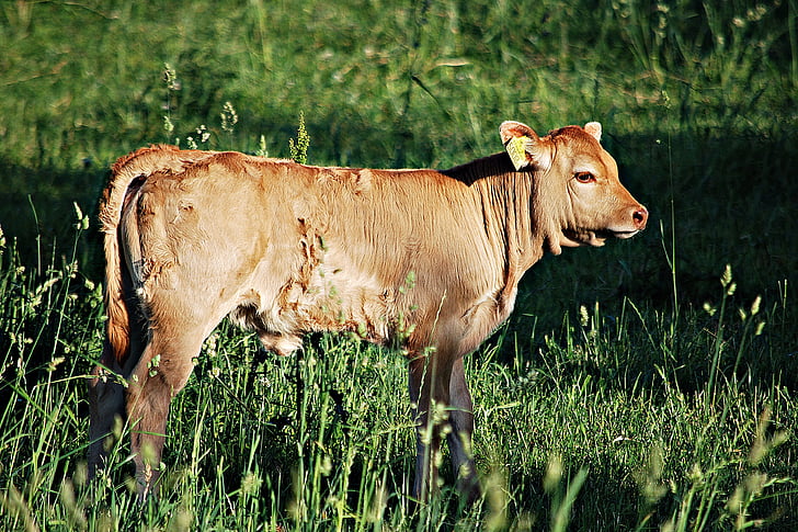 Las infecciones en los animales domésticos y de granja