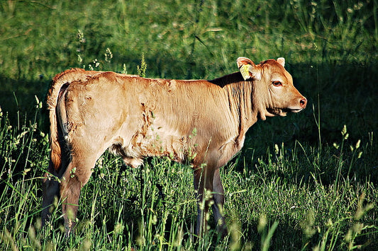 Las infecciones en los animales domésticos y de granja