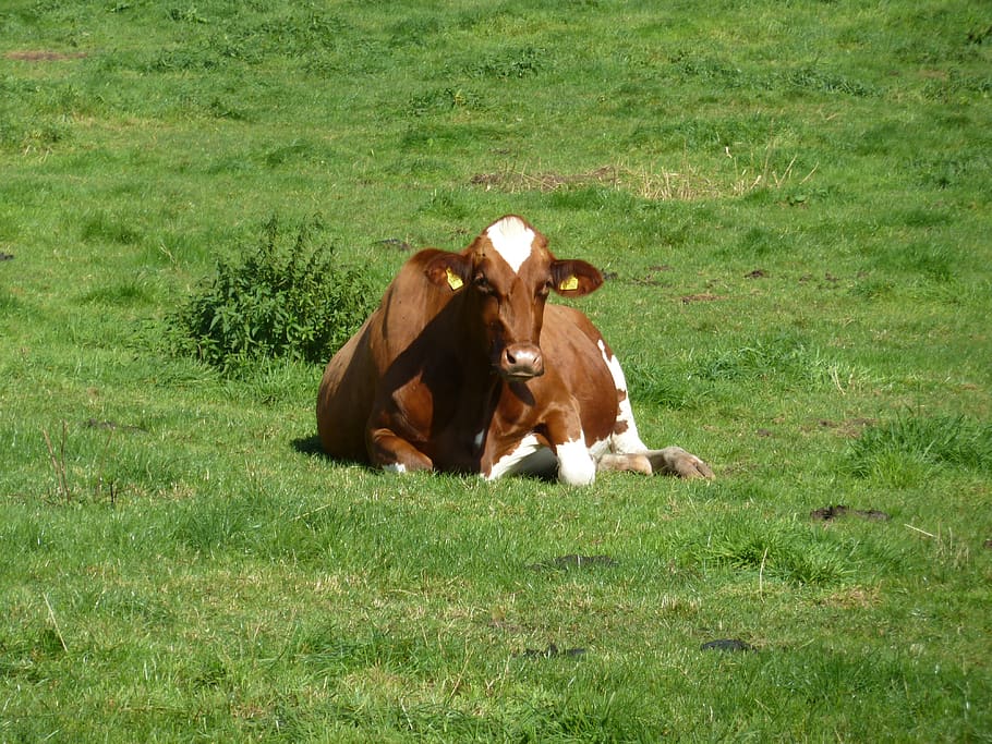 Cómo conseguir el mejor manejo de animales en granjas y criaderos