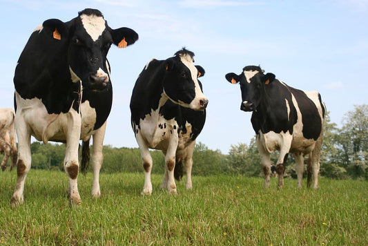 La obesidad y el hígado graso en el ganado bovino