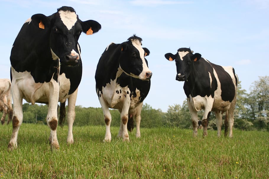 Mycoplasma bovis: cómo afecta a las vacas lecheras