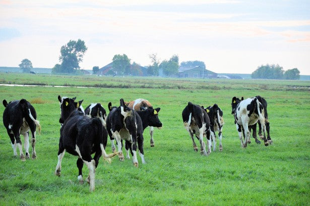 Enfermedades comunes en vacas durante las temporadas de calor
