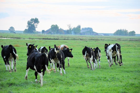 Enfermedades comunes en vacas durante las temporadas de calor