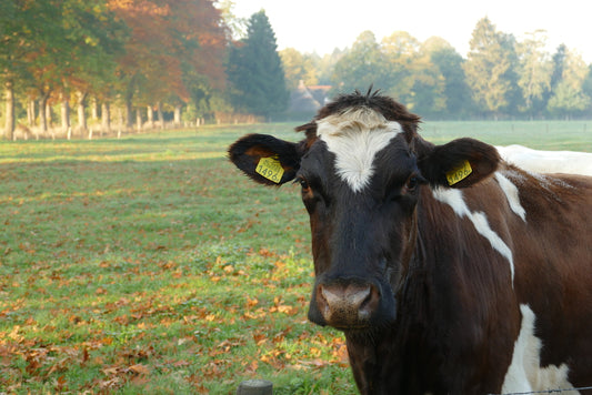 Medidas de contención contra la Diarrea Viral Bovina