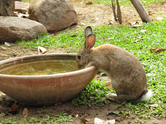 Consecuencias de la deshidratación en los animales domésticos y de granja
