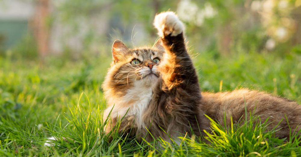 Problemas del Pelaje y la Piel en Gatos: Causas, Diagnóstico y Manejo General
