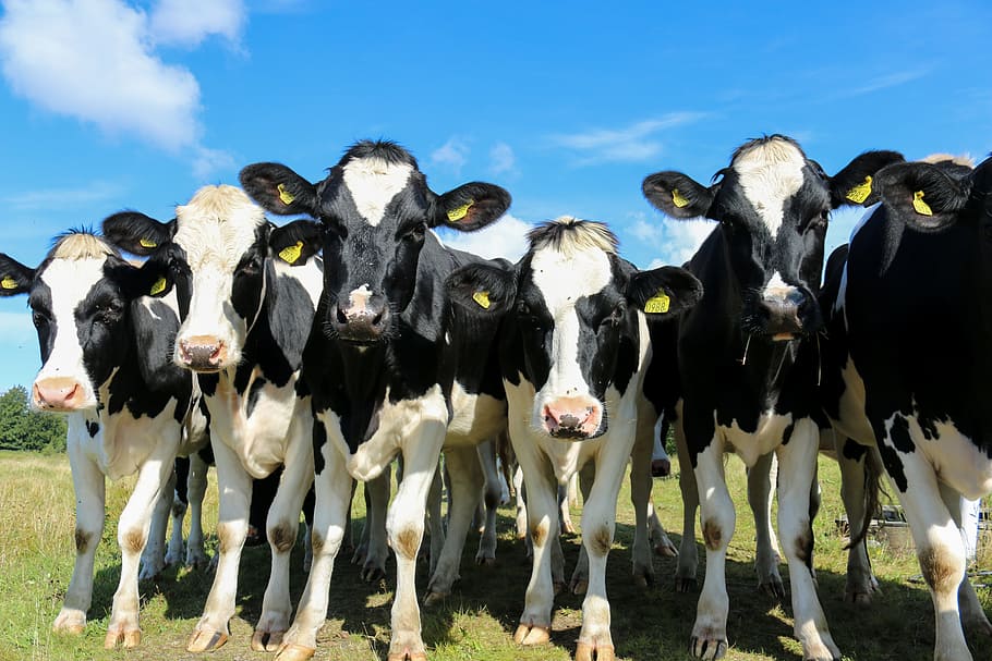 El problema de la hidatidosis en los animales de granja