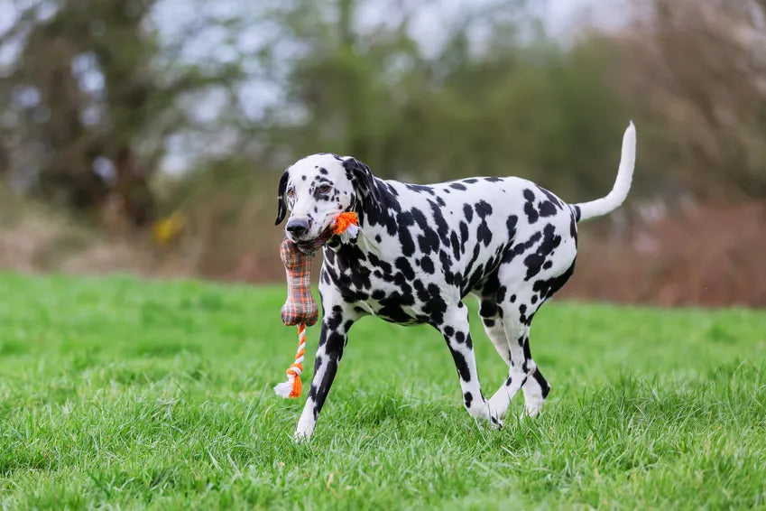 Principales lesiones podales en los perros dálmata