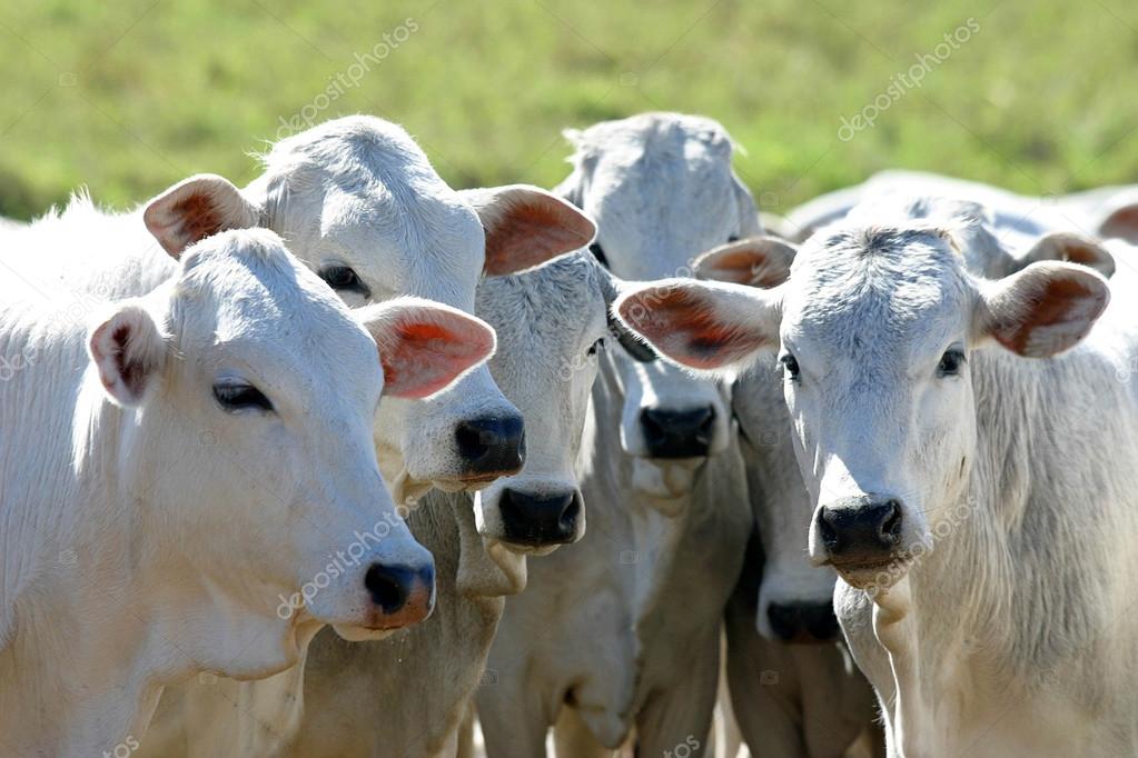 Combate y prevención de la dermatobiosis bovina en los criaderos bovinos mexicanos