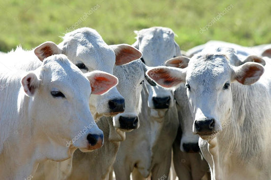Combate y prevención de la dermatobiosis bovina en los criaderos bovinos mexicanos