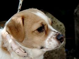 Qué hacer si se detectan bultos extraños en los perros