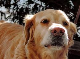 Vómito amarillo en el perro, causas y tratamientos