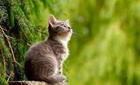 El problema de la hipertermia en el gato