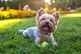 Principales enfermedades que afectan al perro yorkshire