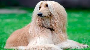 Las claves más importantes para el cuidado de las mascotas