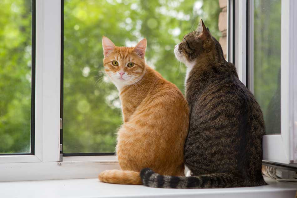 El problema de las heces amarillas en los gatos