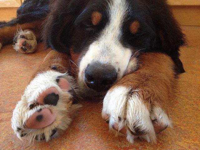 Consejos para recortar de manera segura las uñas de tu perro