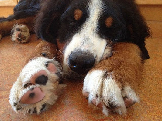 Consejos para recortar de manera segura las uñas de tu perro