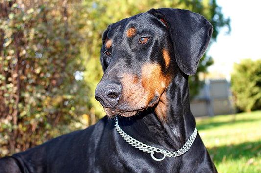 Principales enfermedades de los perros dóberman