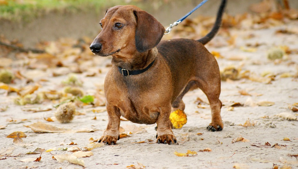 Consejos para cuidar a un perro salchicha